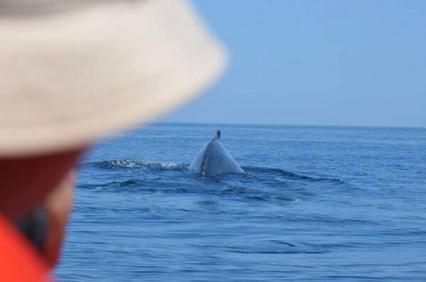 Baleine observée à bord d'un zodiac à Forillon