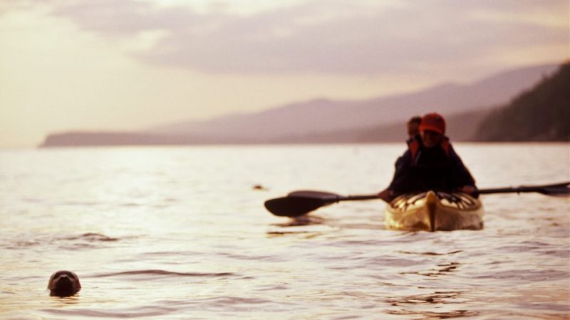 Kayak avec les phoques