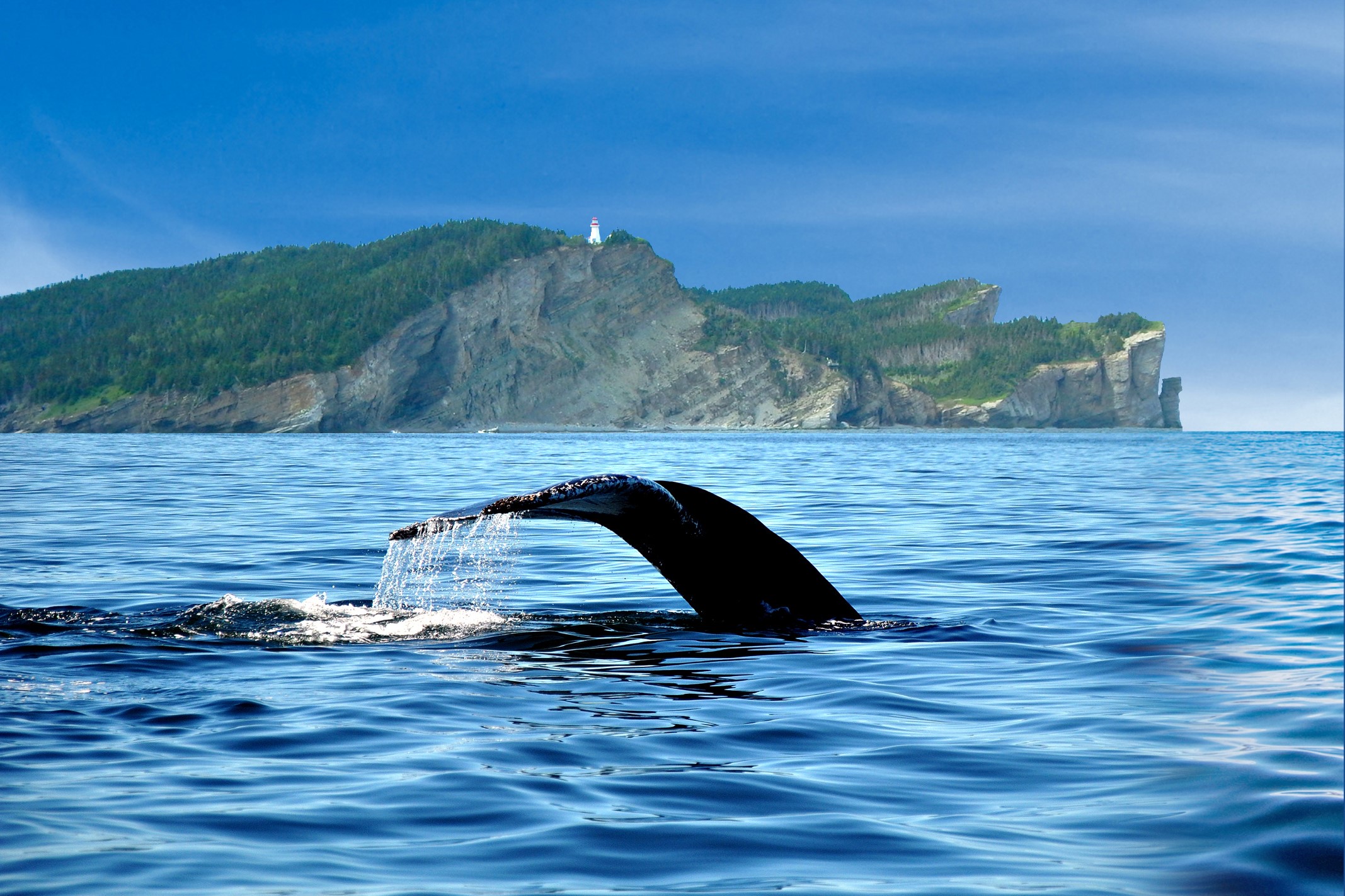 Baleine dans la baie de Gaspé 