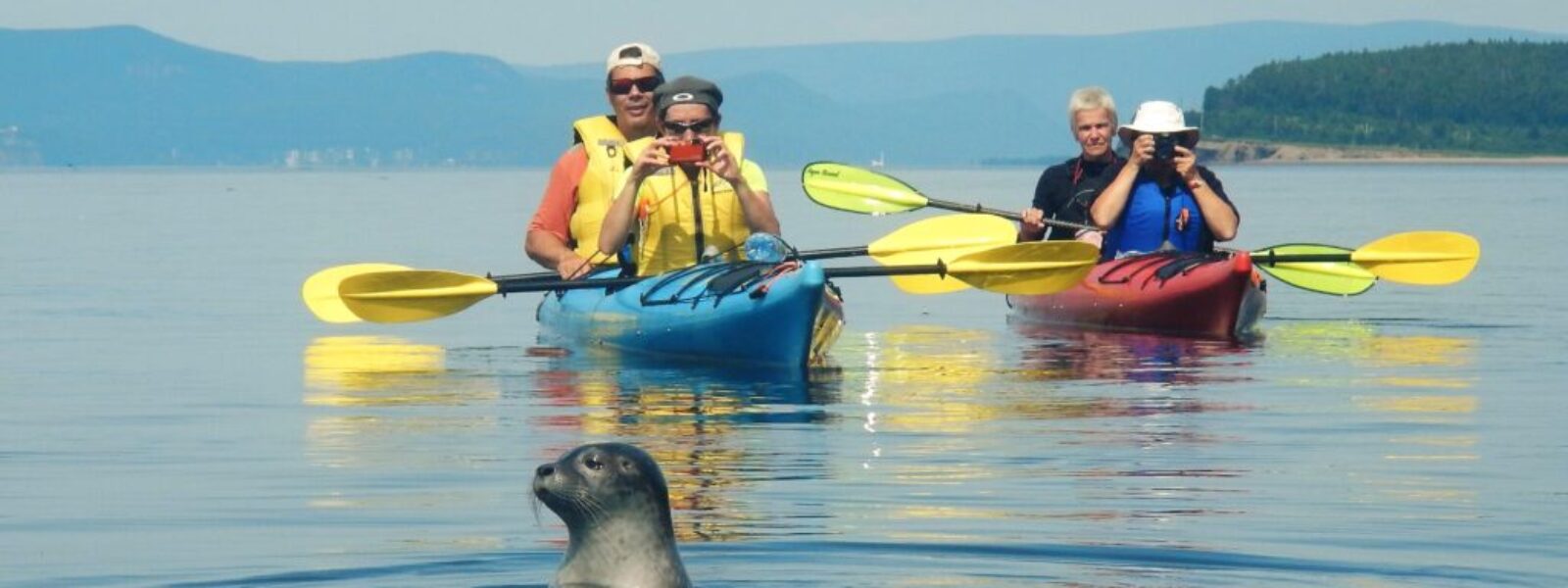 Kayak avec les phoques